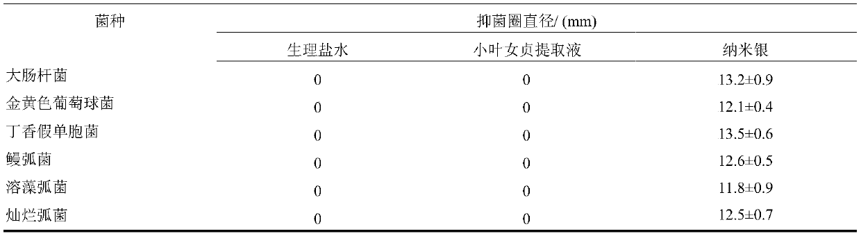 Method for rapid preparation of nano-silver bacteriostatic agent using privet privet fruit extract