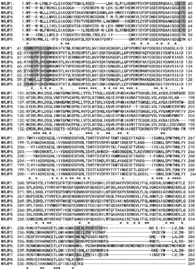 Preparing method and detecting method for MRJR1 antibody pairs in honey and kit