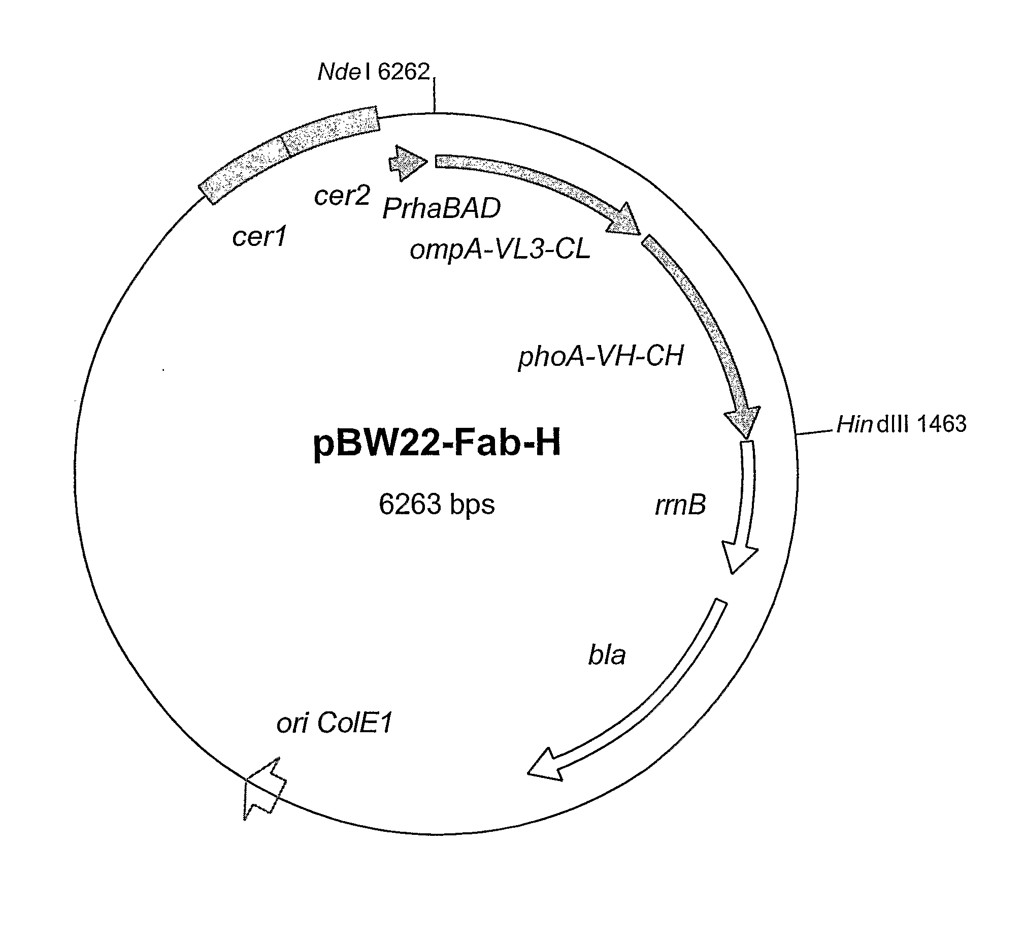 Rhamnose Promoter Expression System