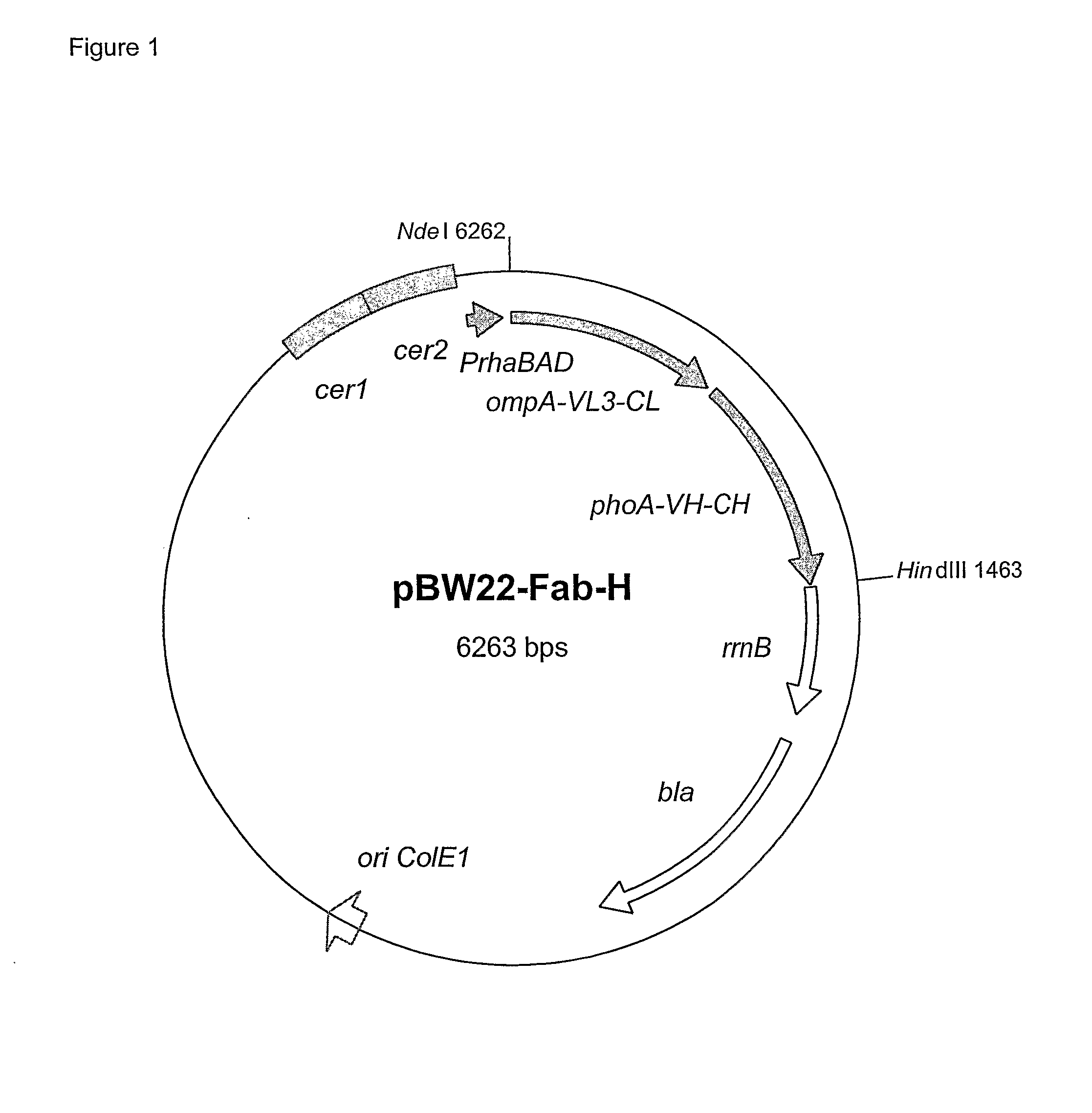 Rhamnose Promoter Expression System