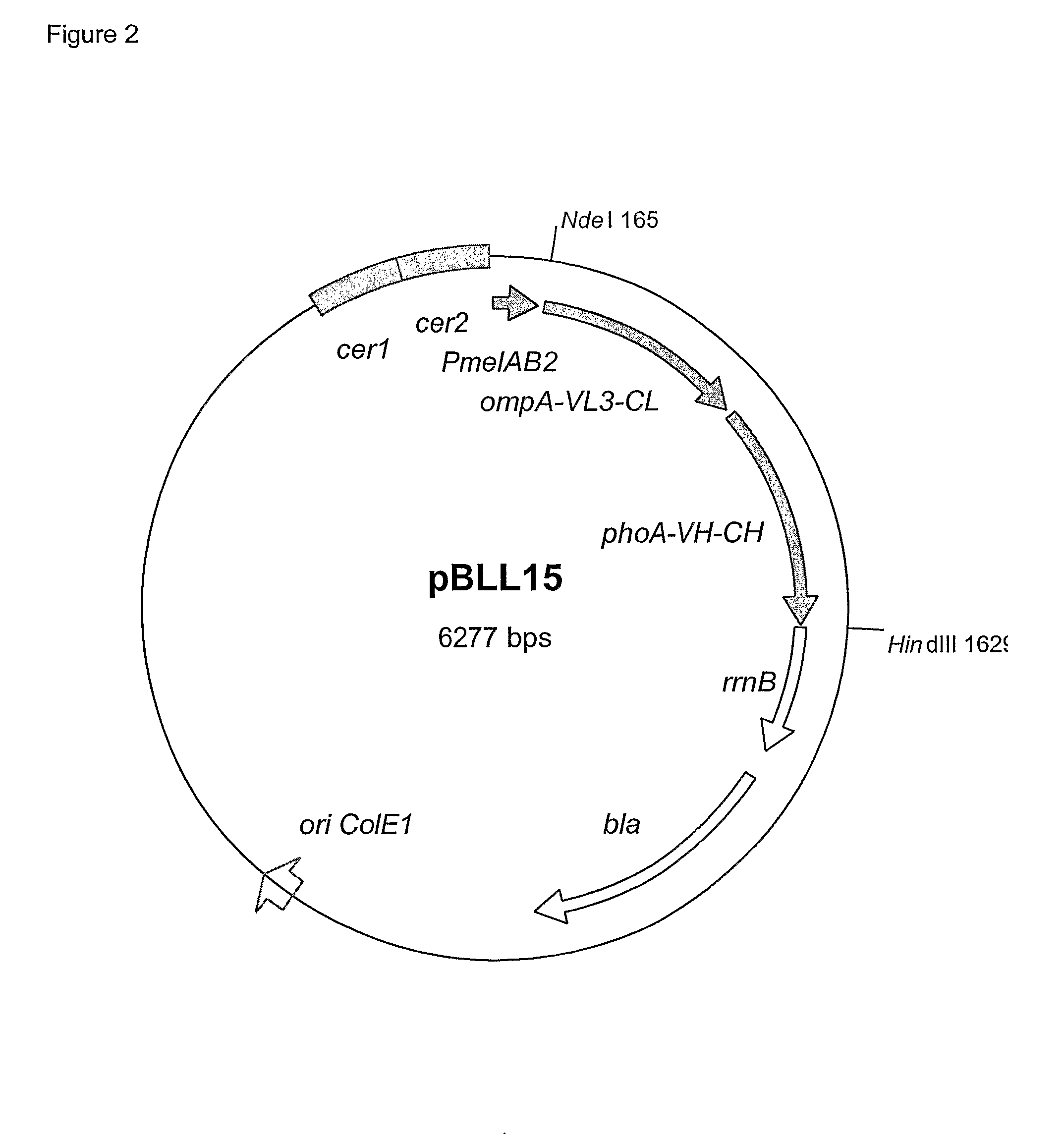 Rhamnose Promoter Expression System