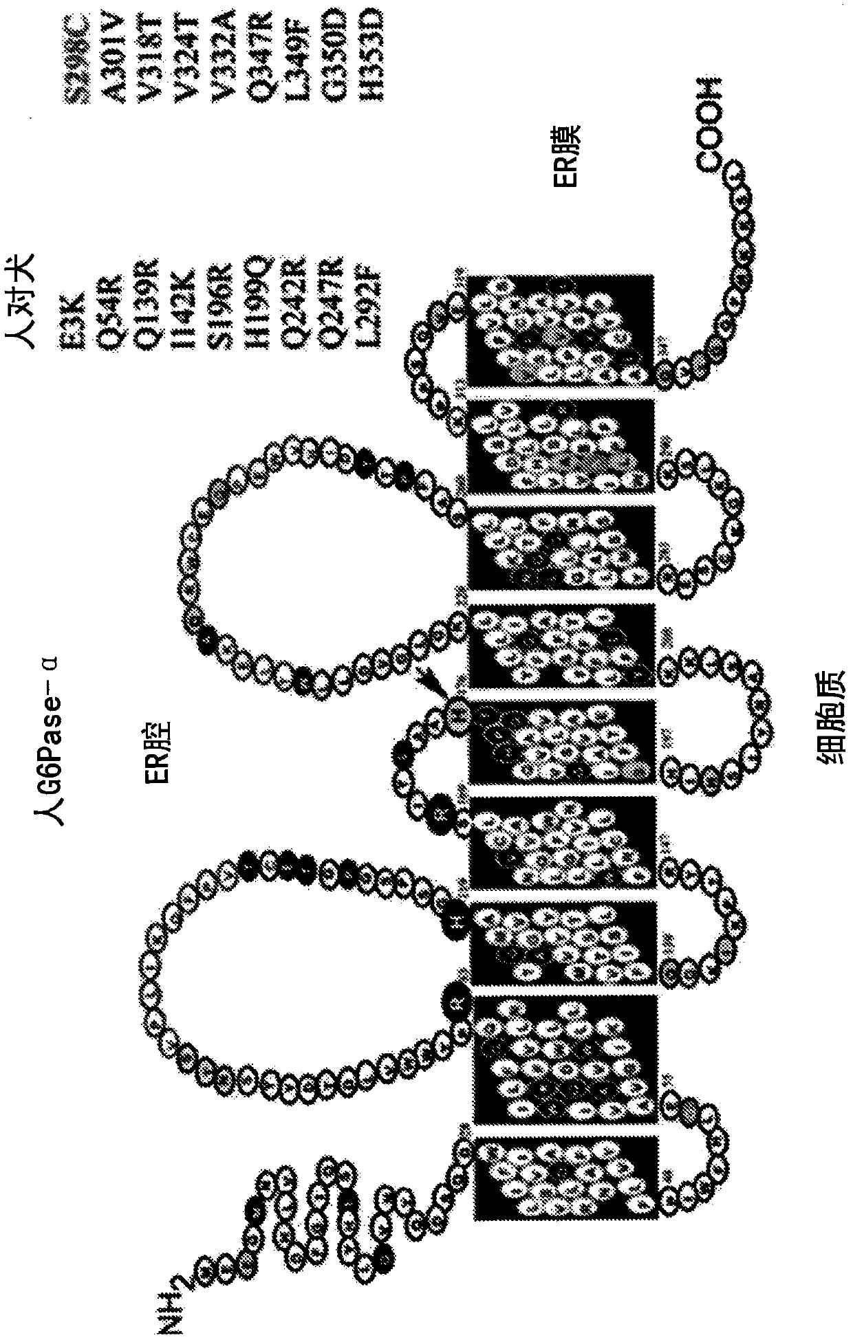 Adeno-associated virus vectors encoding modified g6pc and uses thereof