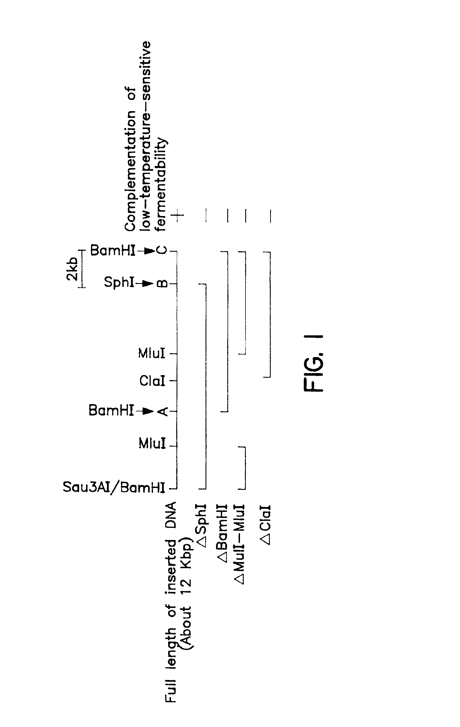 Protein complementing yeast low temperature-sensitivity fermentability