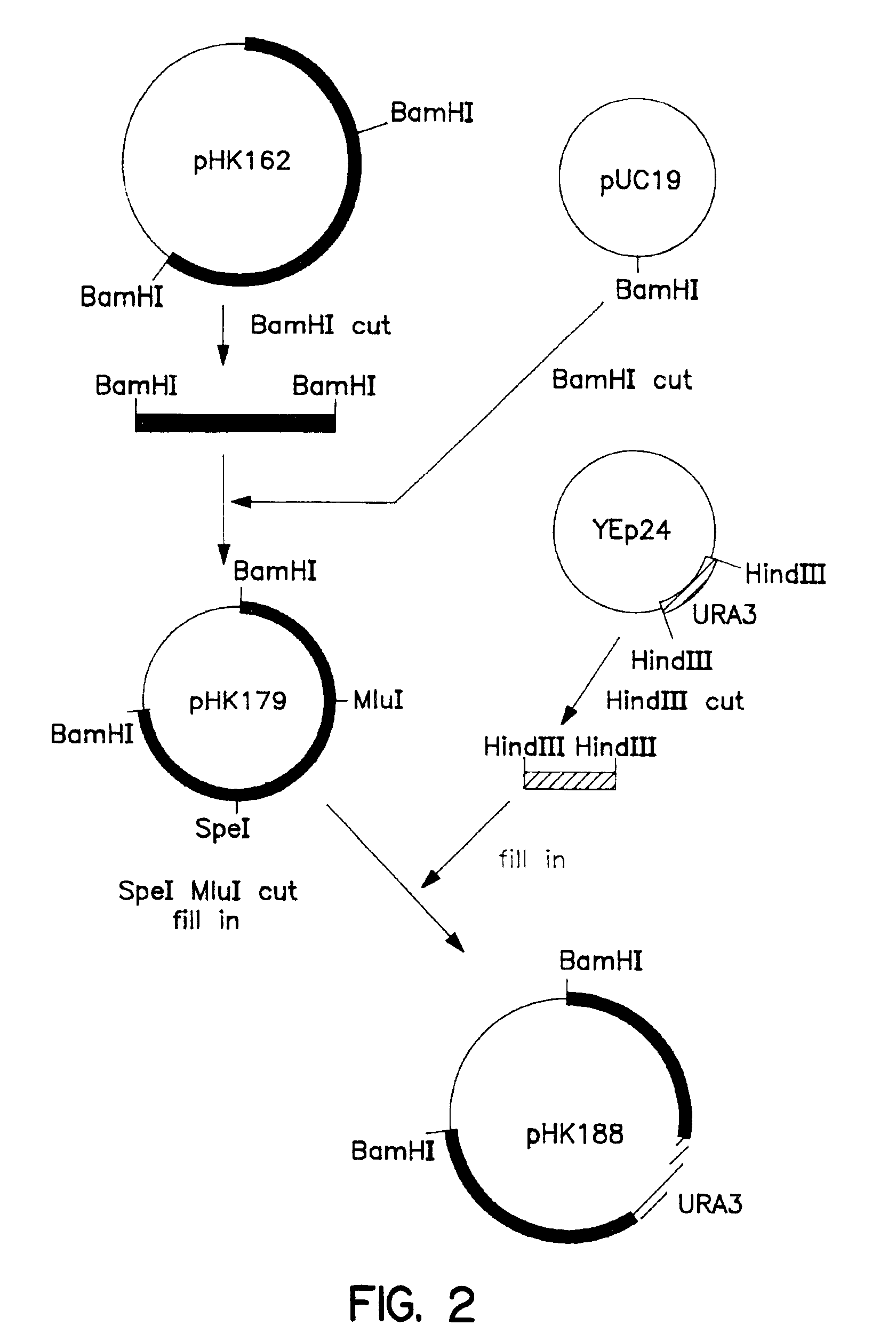 Protein complementing yeast low temperature-sensitivity fermentability