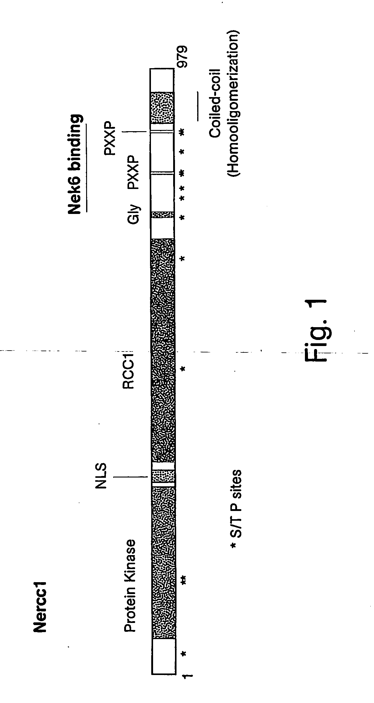 Identification of inhibitors of mitosis