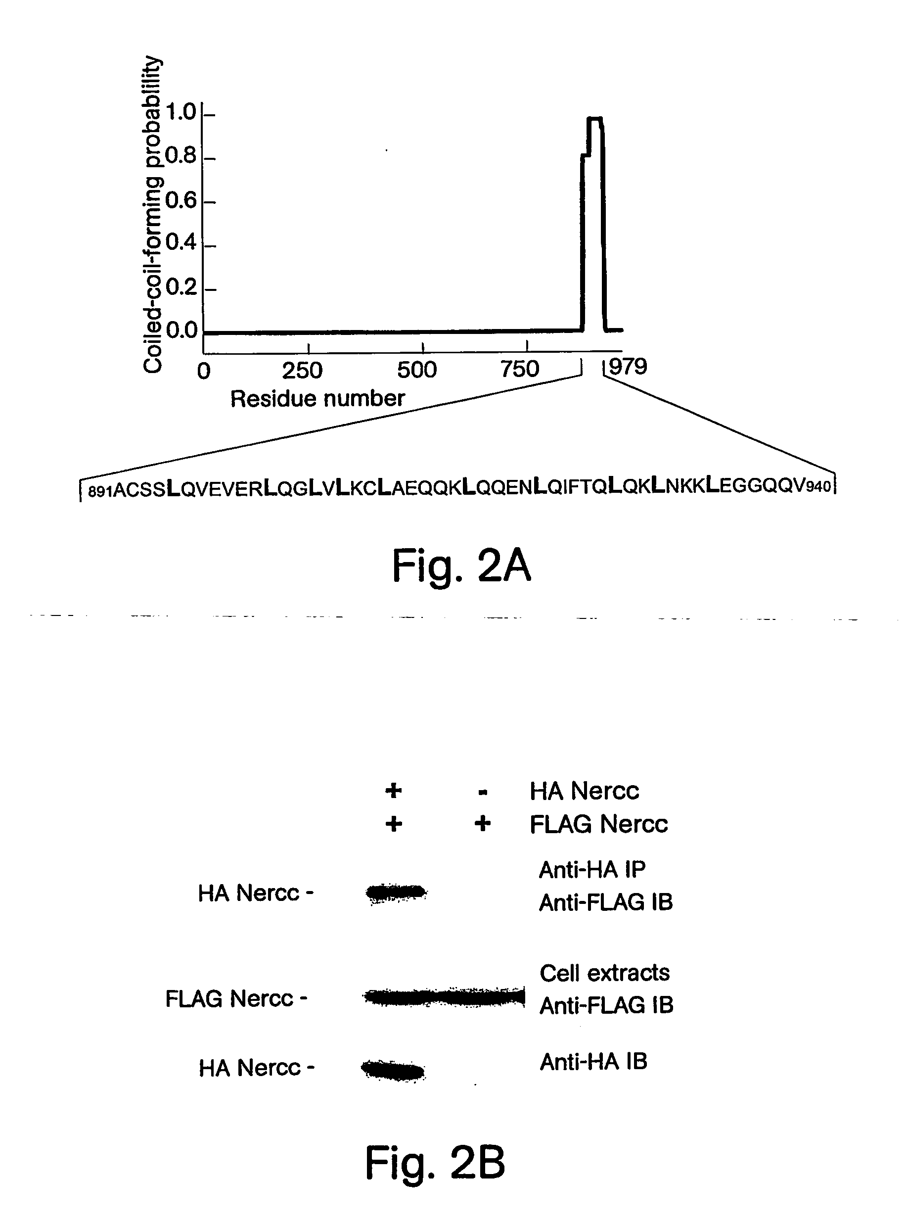 Identification of inhibitors of mitosis