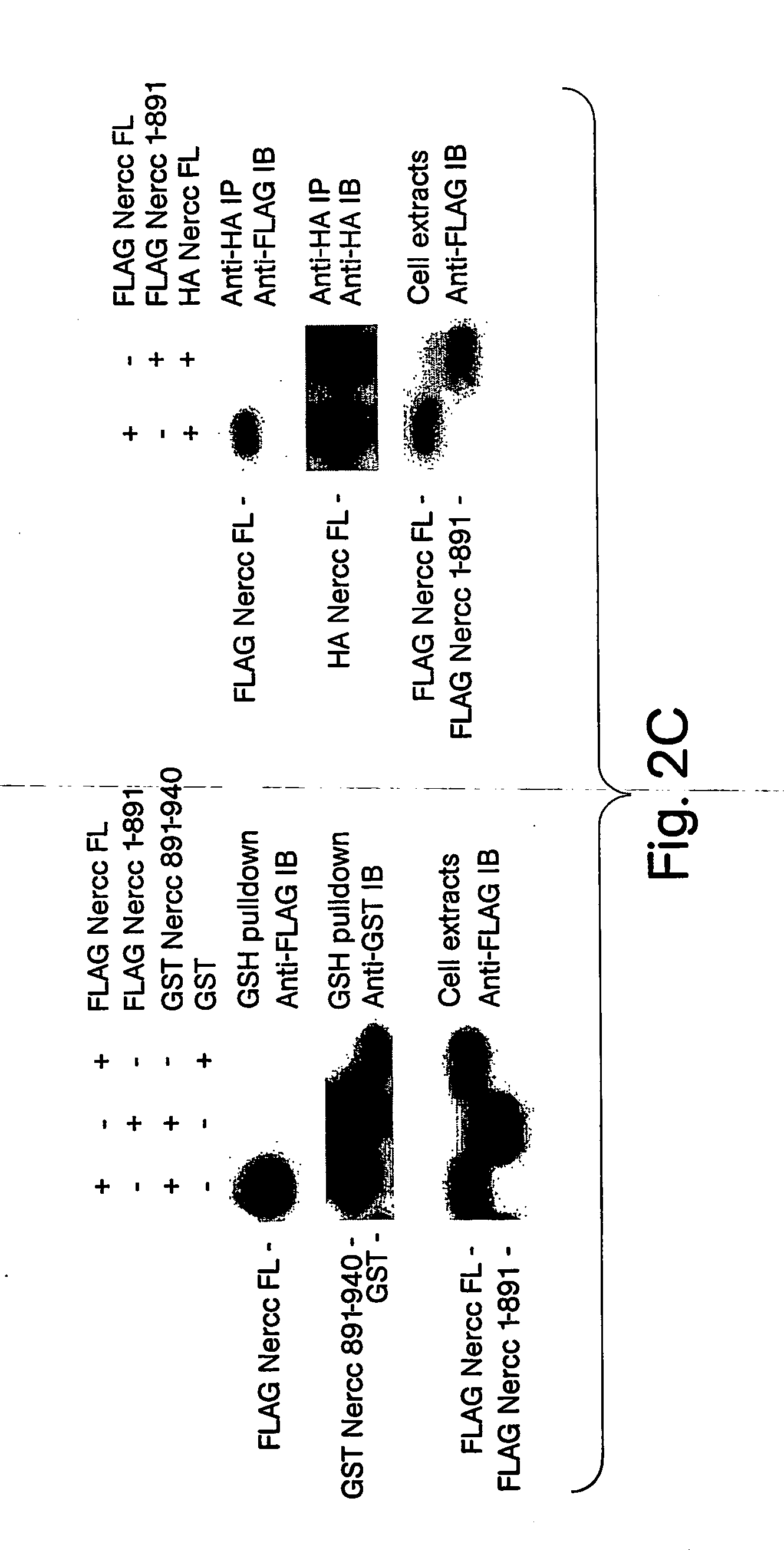 Identification of inhibitors of mitosis