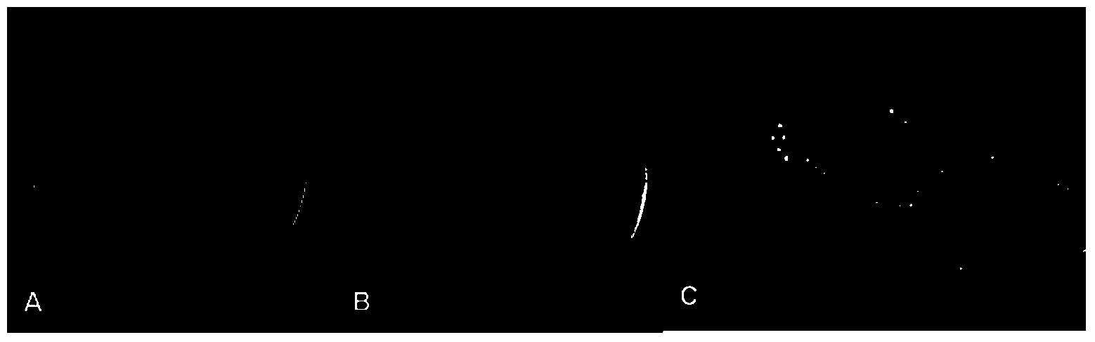 Endophytic fungi CEF-642 of cotton and application thereof