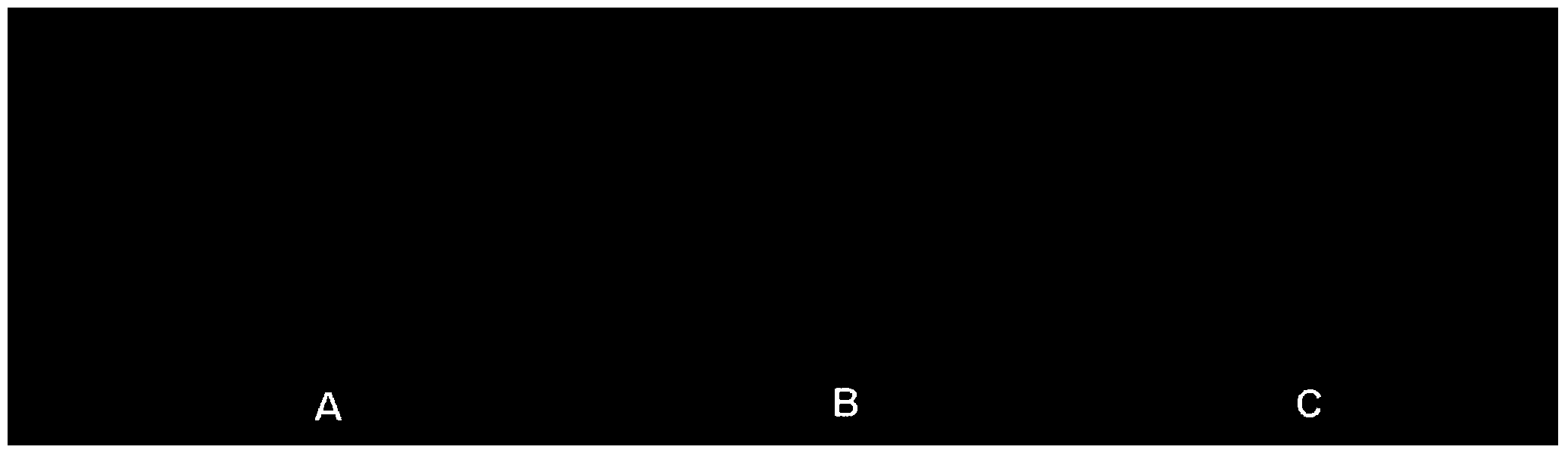 Endophytic fungi CEF-642 of cotton and application thereof