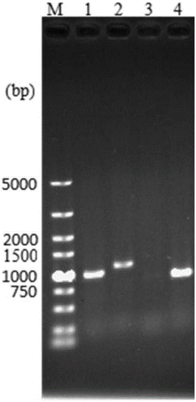 Genetically engineered bacterium with high-yield electroactivity and environmental stress tolerance