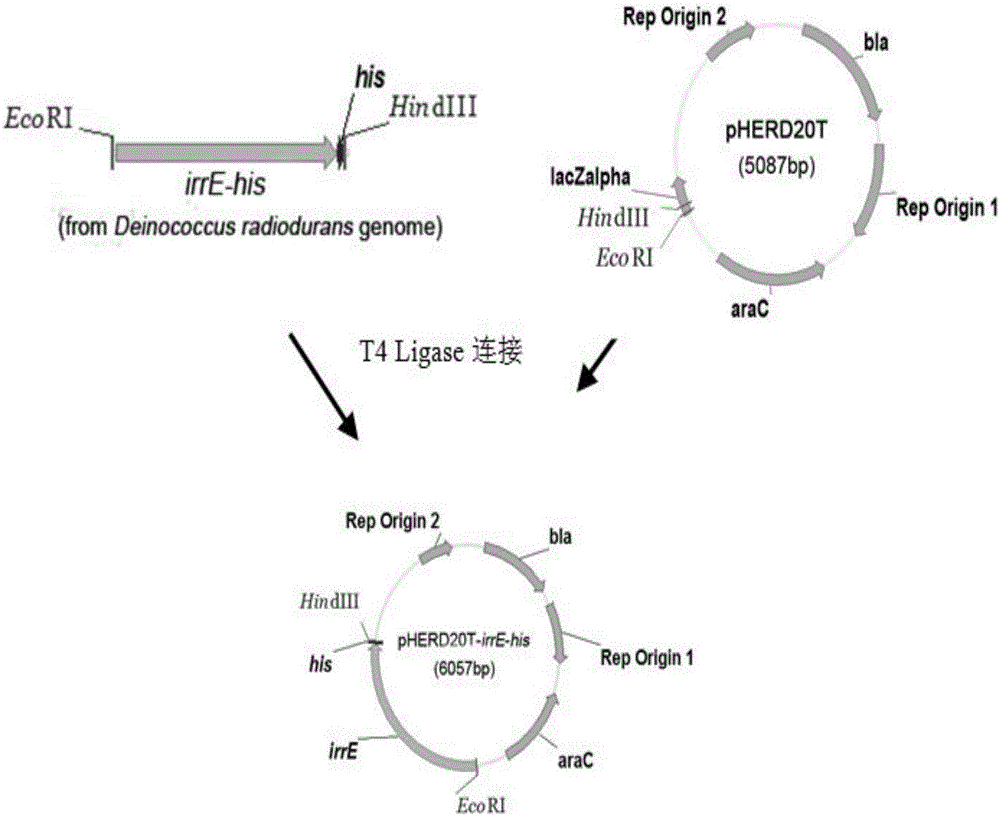 Genetically engineered bacterium with high-yield electroactivity and environmental stress tolerance