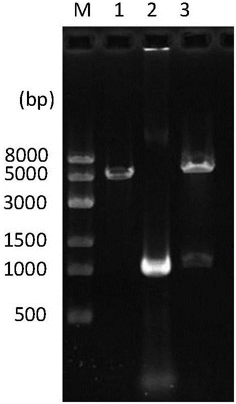 Genetically engineered bacterium with high-yield electroactivity and environmental stress tolerance