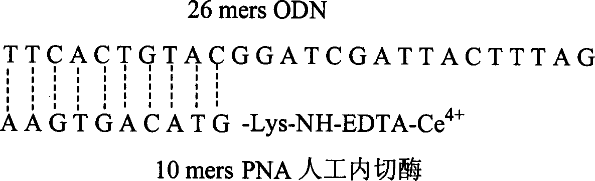 Artificial endo enzyme containing peptide nucleic acid recognition element, and its preparing method and use