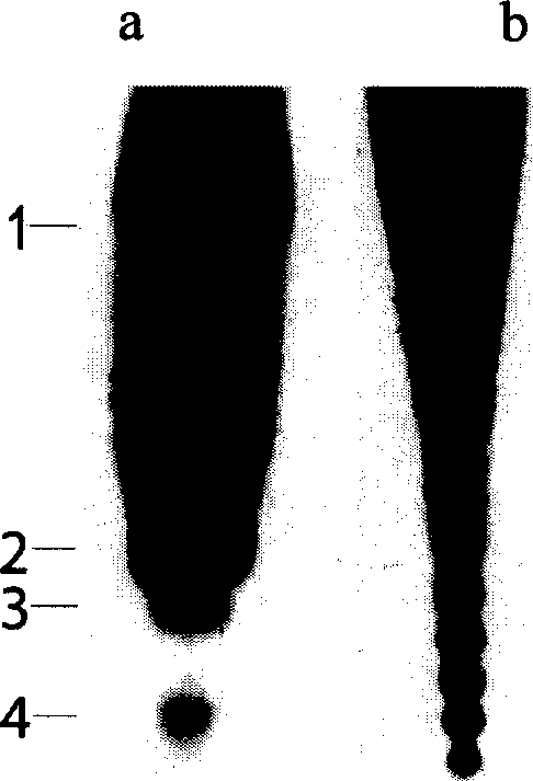 Artificial endo enzyme containing peptide nucleic acid recognition element, and its preparing method and use