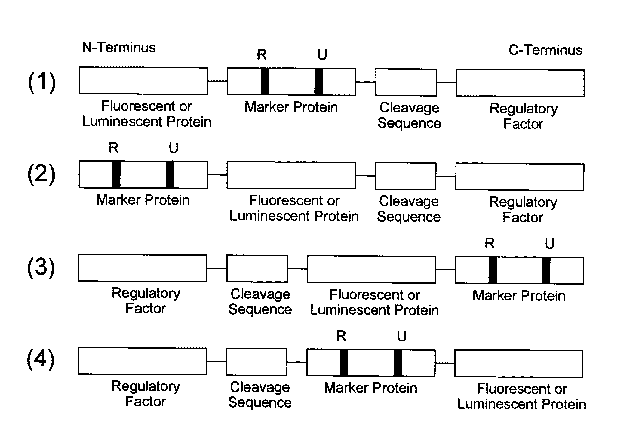 Probe reagent for measuring oxidative stress