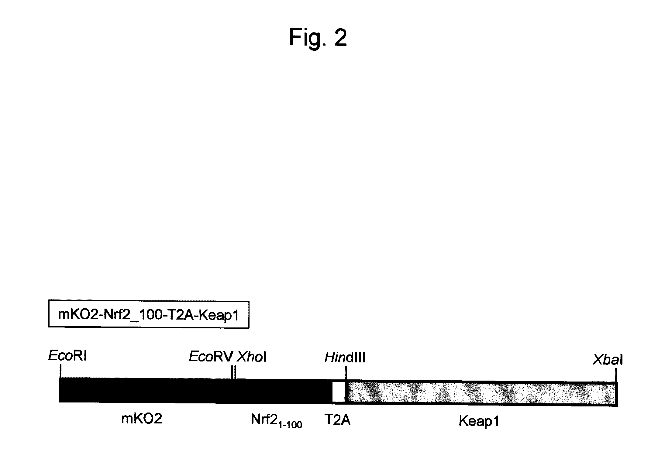 Probe reagent for measuring oxidative stress