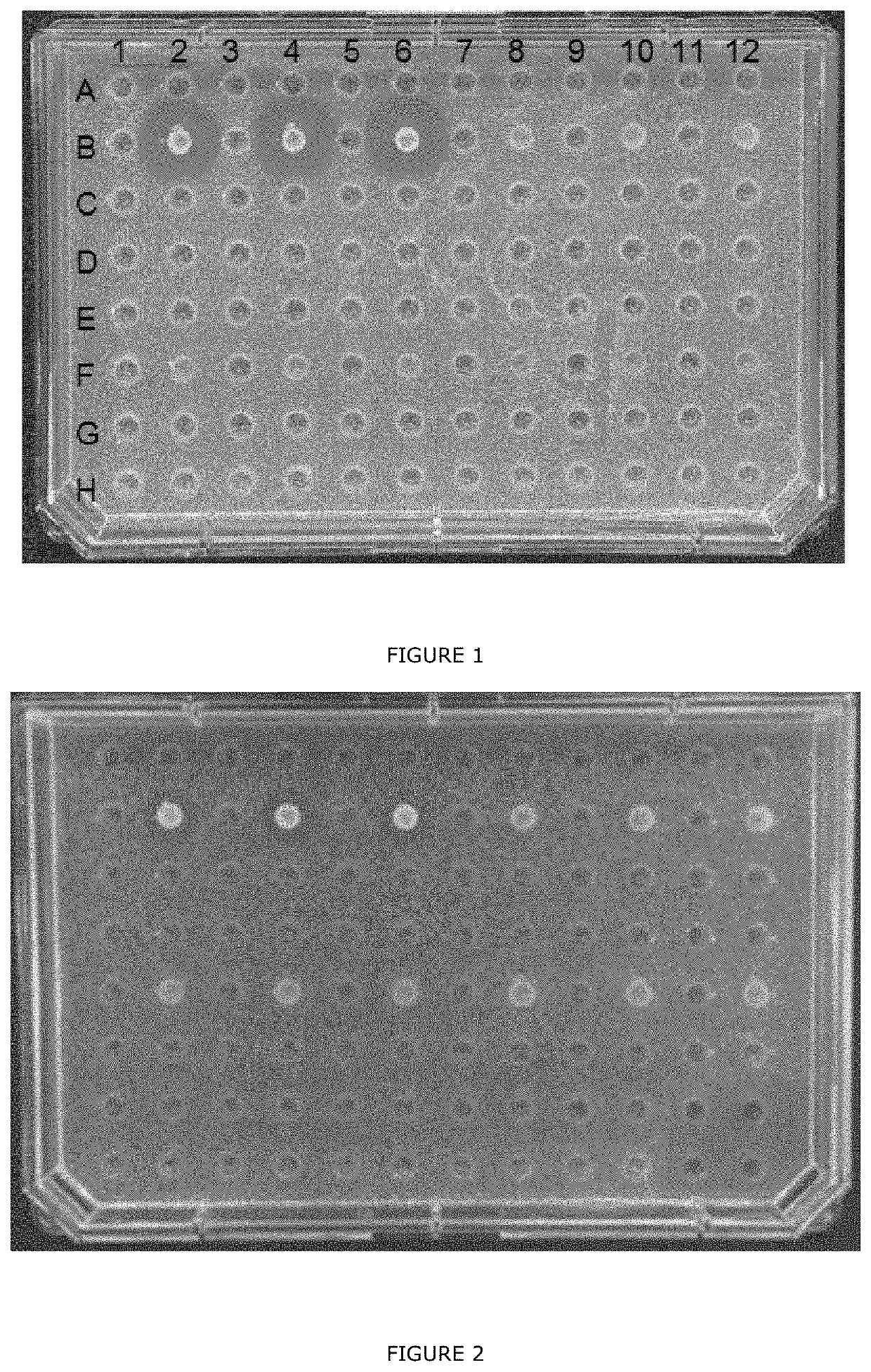 Bacillus subtilis for animal feed