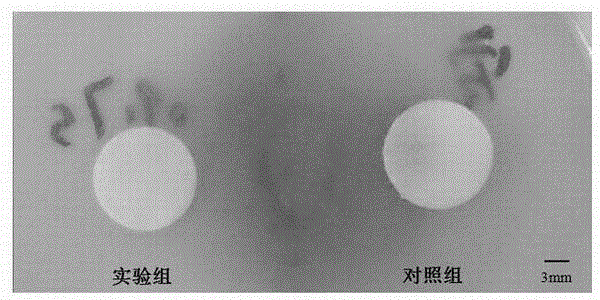 Cellulose and borneol compounded antibacterial material