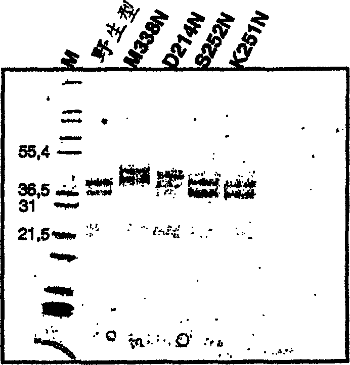 Protein C or activated protein C-like molecules