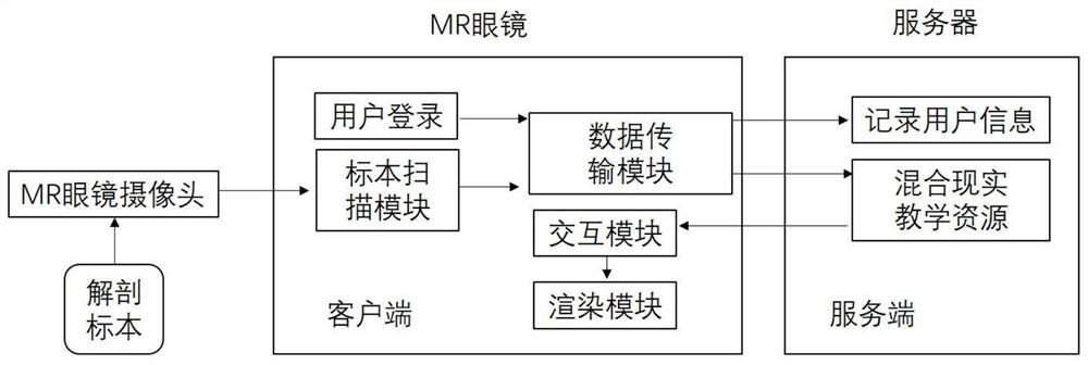 Animal anatomy teaching method and system, medium, computer equipment and terminal