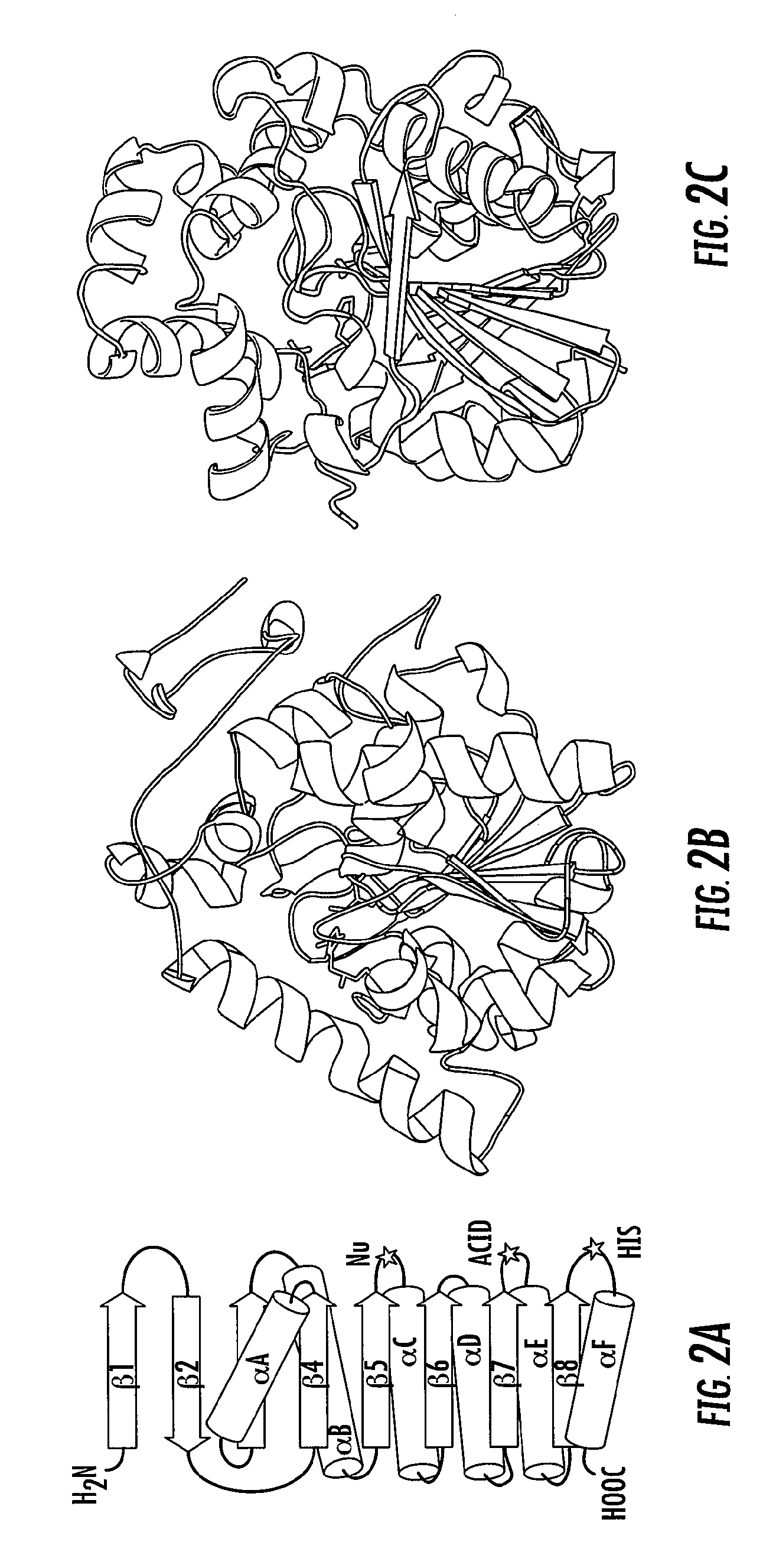 Proteins with enhanced functionality and methods of making novel proteins using circular permutation