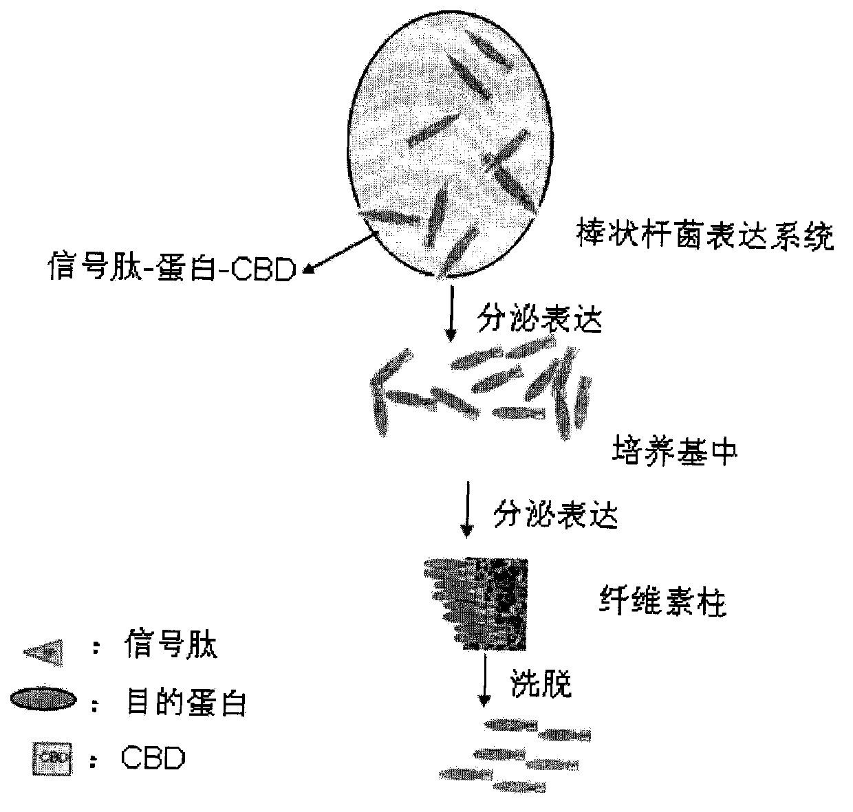 Application of cellulose binding domain in secretory expression system of corynebacteria