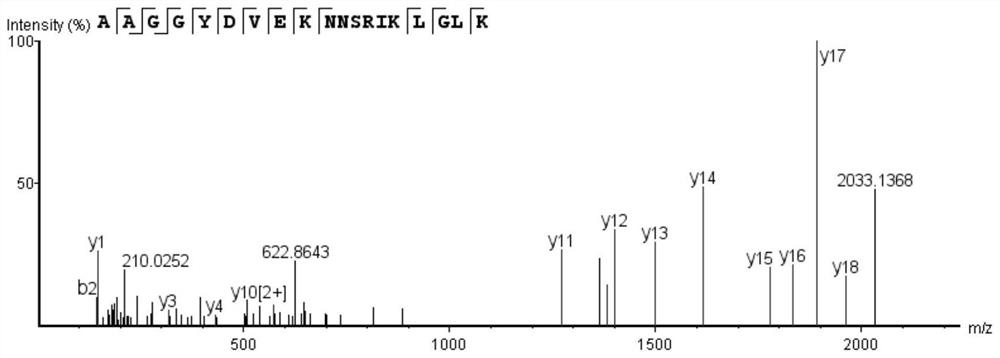 Bioactive peptide AAGGYDVEKNNSRIKLGLK as well as preparation method and application of bioactive peptide AAGGYDVEKNNSRIKLGLK