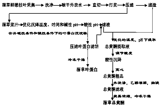 Method for extracting Humulus scandens (Lour.) Merr. leaf protein and total flavonoids in graded manner simultaneously from fresh and tender stems and leaves of Humulus scandens (Lour.) Merr.