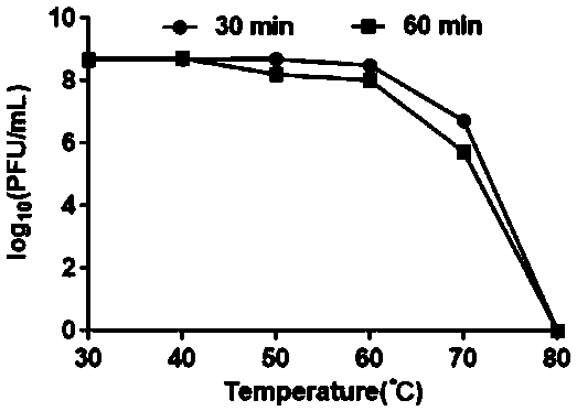 Phage capable of splitting cattle streptococcus agalactiae and application thereof