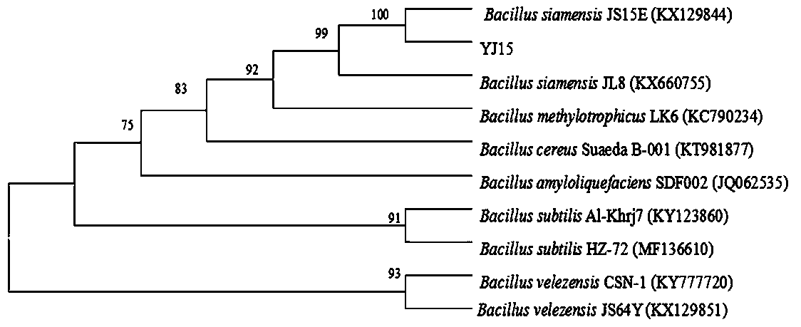 Bacillus siamensis YJ15 and application thereof