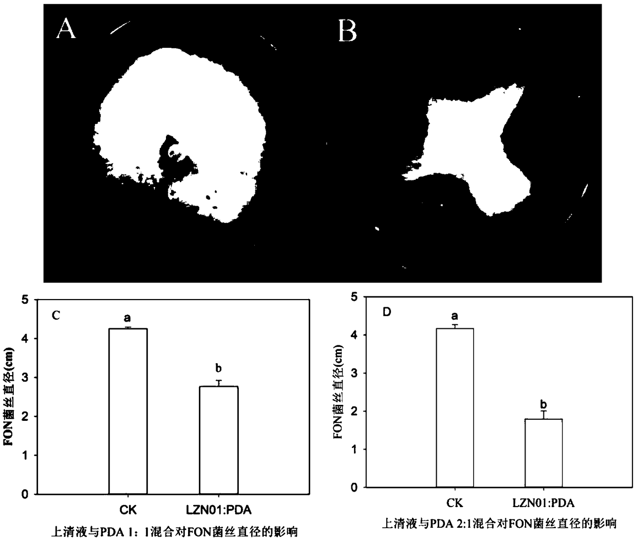 Bacillus amyloliquefaciens with inhibiting effect on fusarium oxysporum and application of bacillus amyloliquefaciens