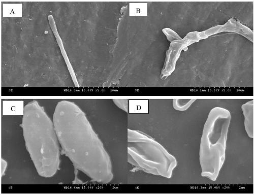 Bacillus amyloliquefaciens with inhibiting effect on fusarium oxysporum and application of bacillus amyloliquefaciens