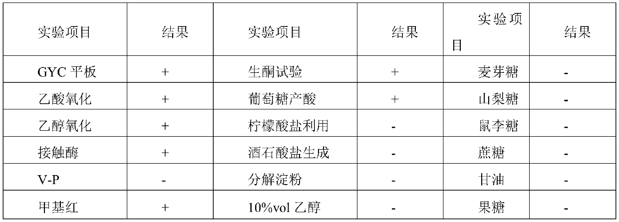 Acetobacter aceti and application thereof