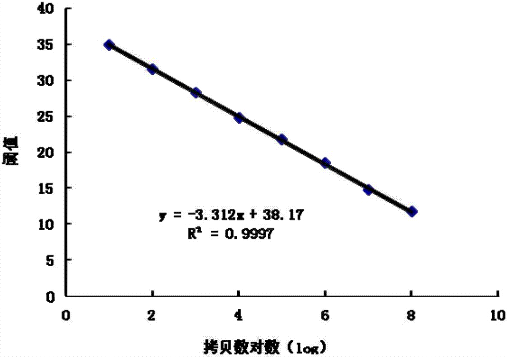 Dominant flora in white gourd cooked curing process and amplification primer thereof