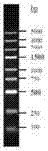 Recombinant vaccinia virus carrying EB virus latent membrane antigen 2 gene and application of recombinant vaccinia virus