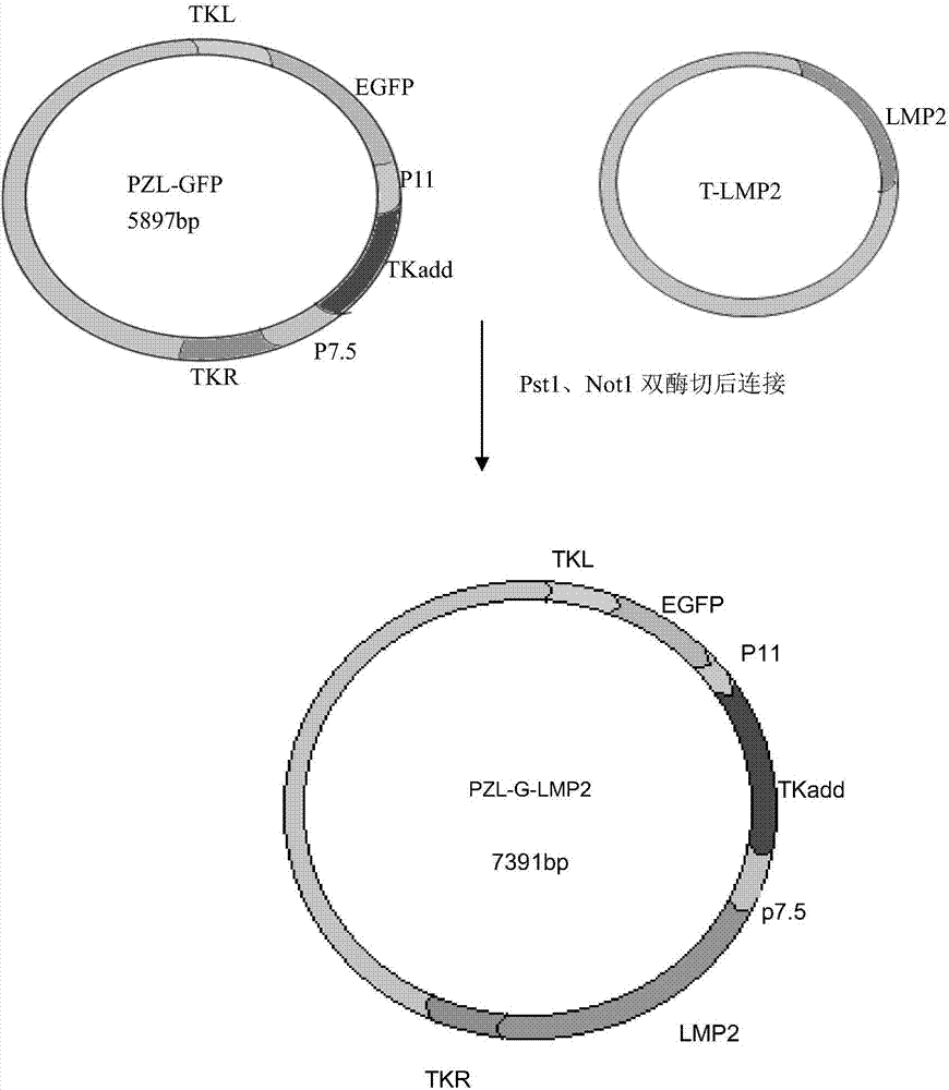 Recombinant vaccinia virus carrying EB virus latent membrane antigen 2 gene and application of recombinant vaccinia virus