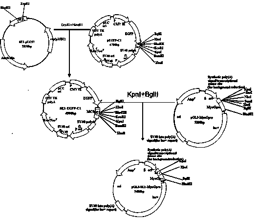 An enhancer of myogenin (myog) gene