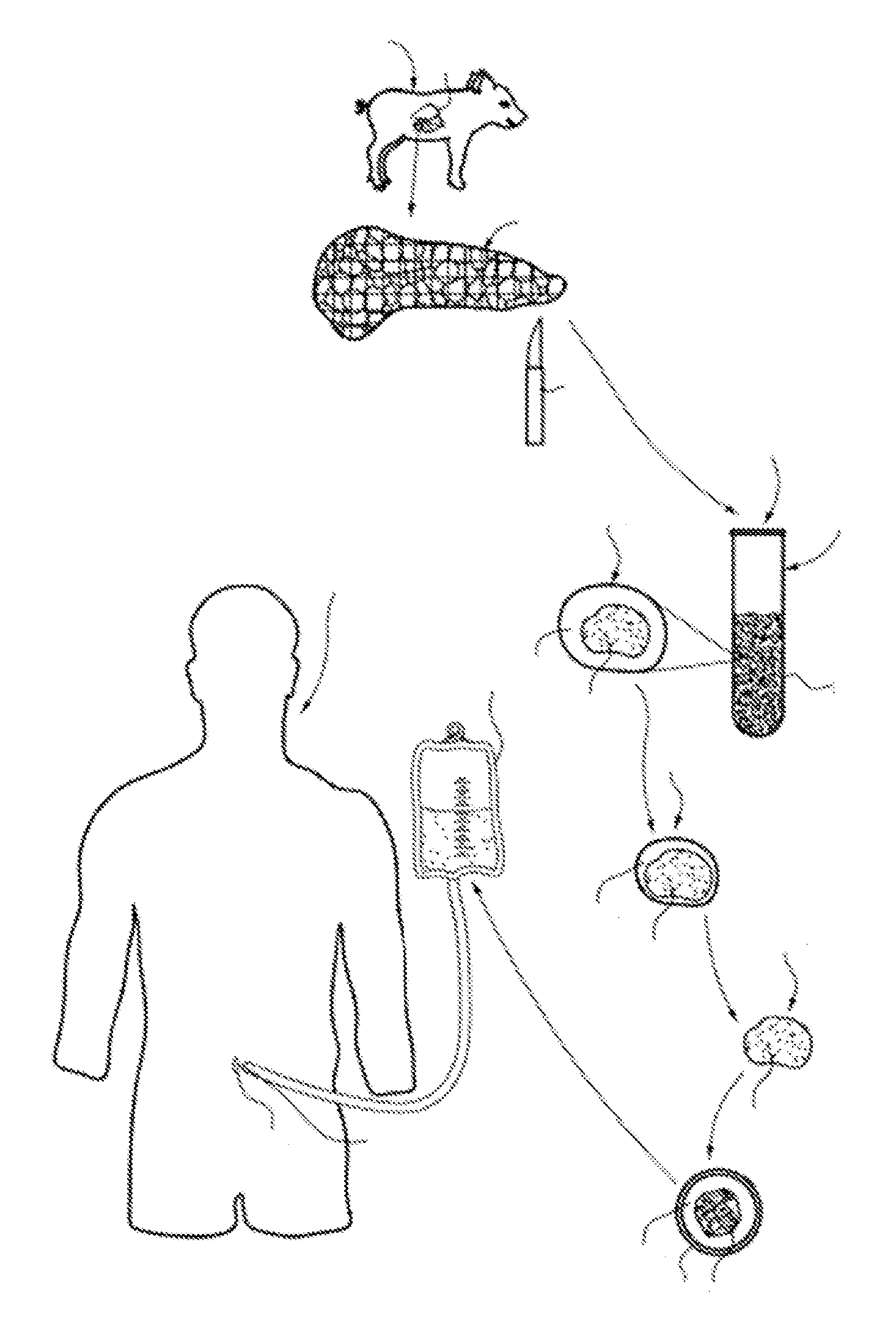 Ex vivo maturation of islet cells