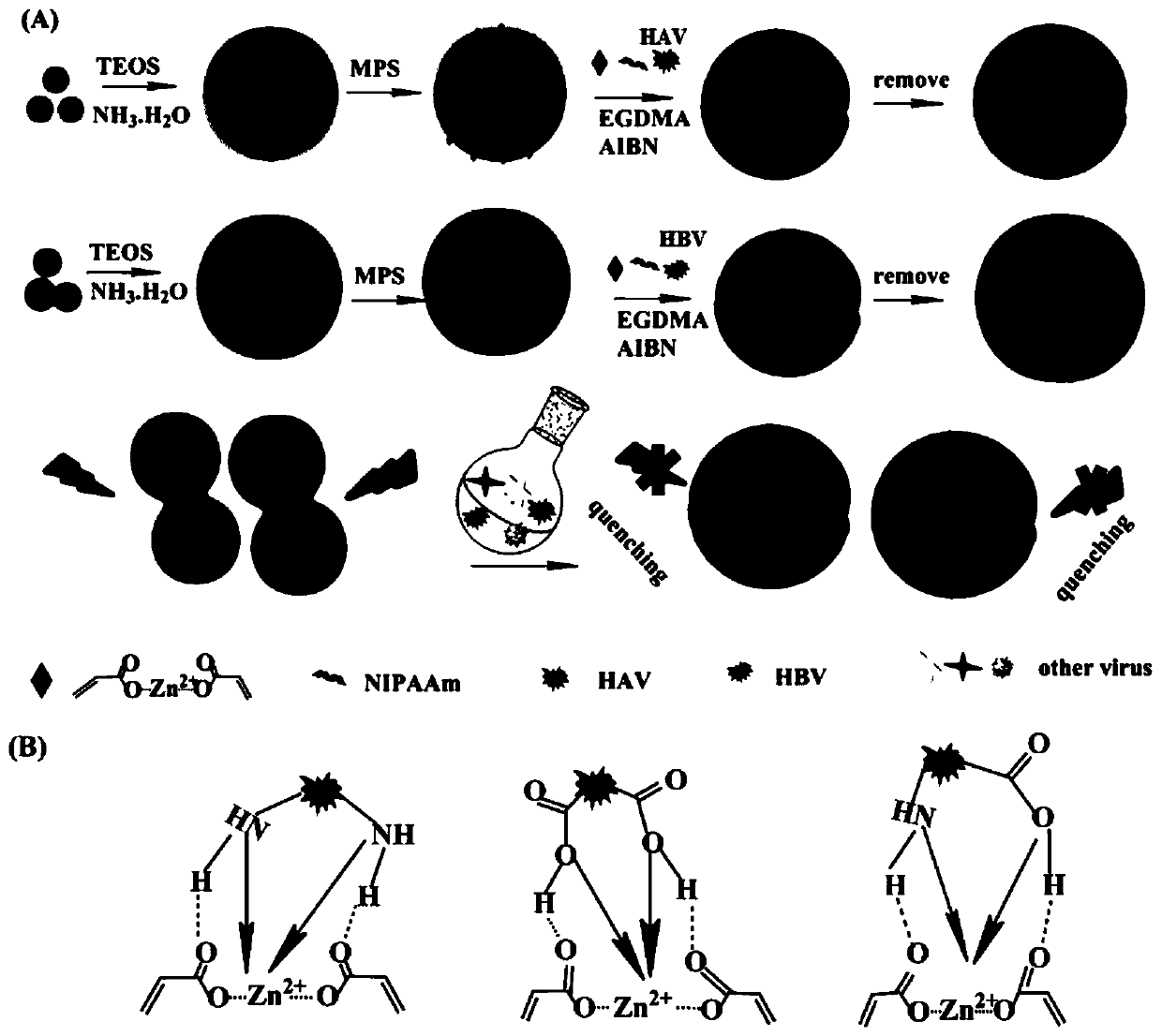 Preparation method and application of molecularly imprinted fluorescence sensor for detecting two types of viruses simultaneously and visually