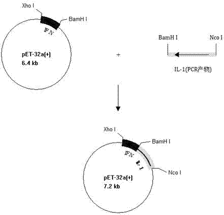 Preparation method and application of recombinant Ctenopharyngodon idella interferon-interleukin 1 bigeminal protein