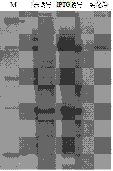 Preparation method and application of recombinant Ctenopharyngodon idella interferon-interleukin 1 bigeminal protein