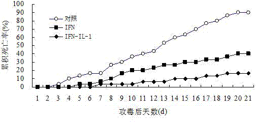 Preparation method and application of recombinant Ctenopharyngodon idella interferon-interleukin 1 bigeminal protein