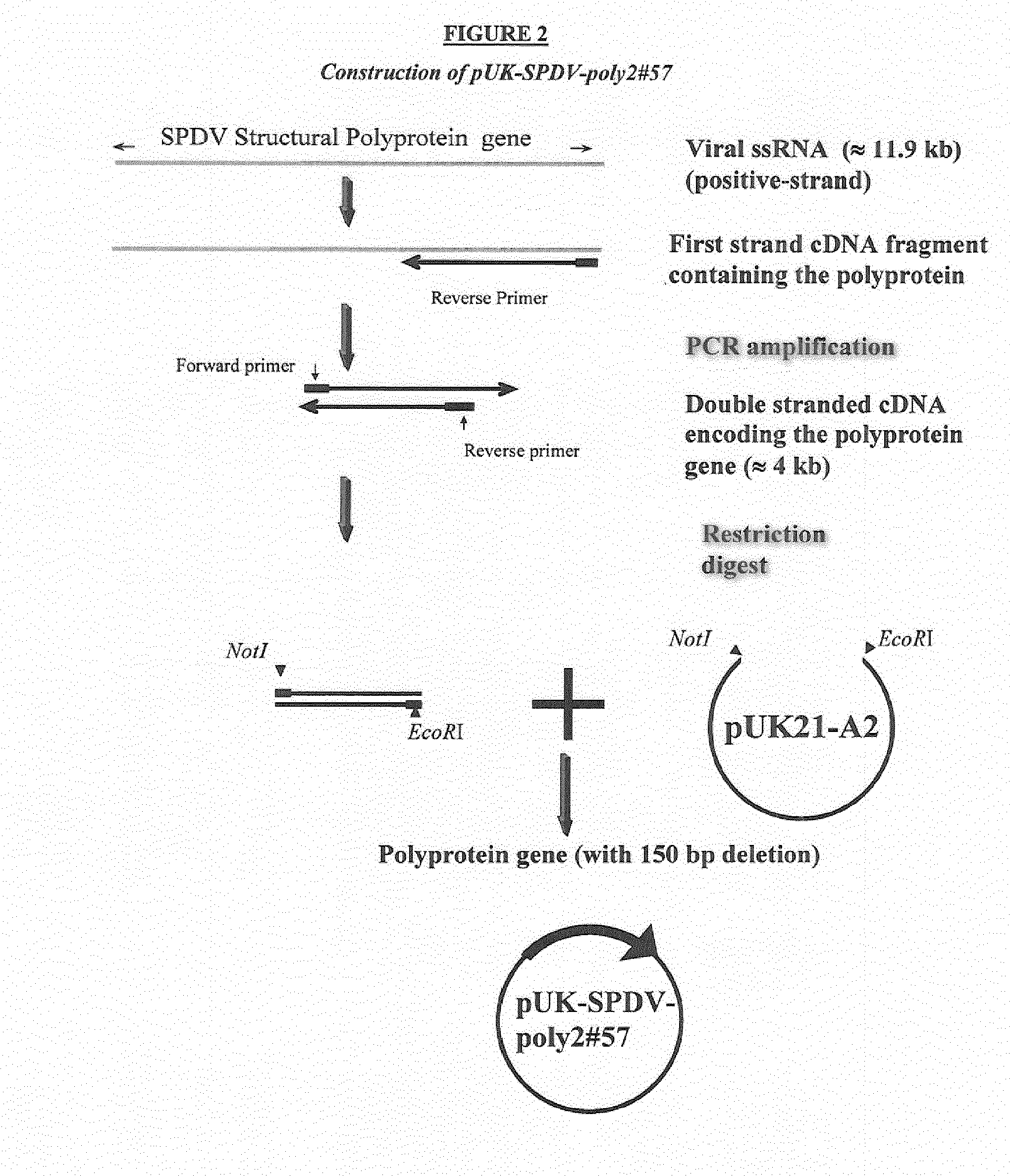 Salmonid alphavirus and uses thereof