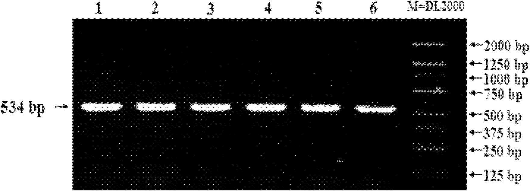 Method for detecting mononucleotide polymorphism of scalper SREBP1c gene