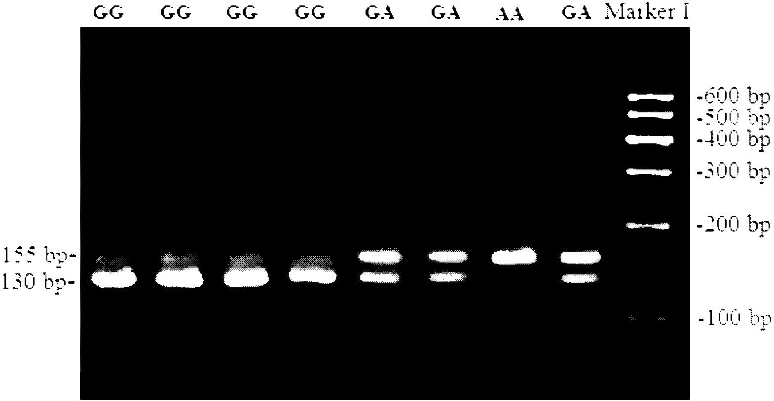 Method for detecting mononucleotide polymorphism of scalper SREBP1c gene