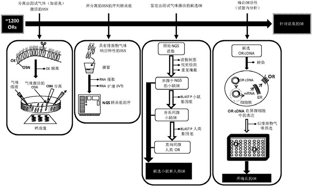 Methods of identifying, isolating and using odorant and aroma receptors