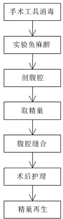 Pelteobagrus fulvidraco male testis regeneration method