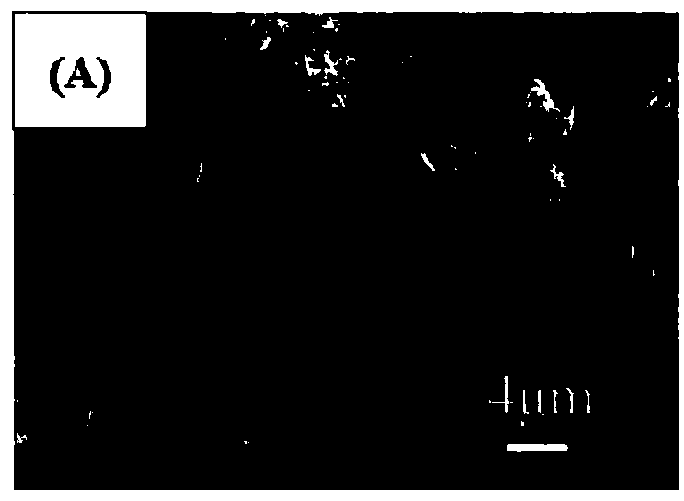 Dewing-frosting preventing self-cleaning coating and preparation method thereof