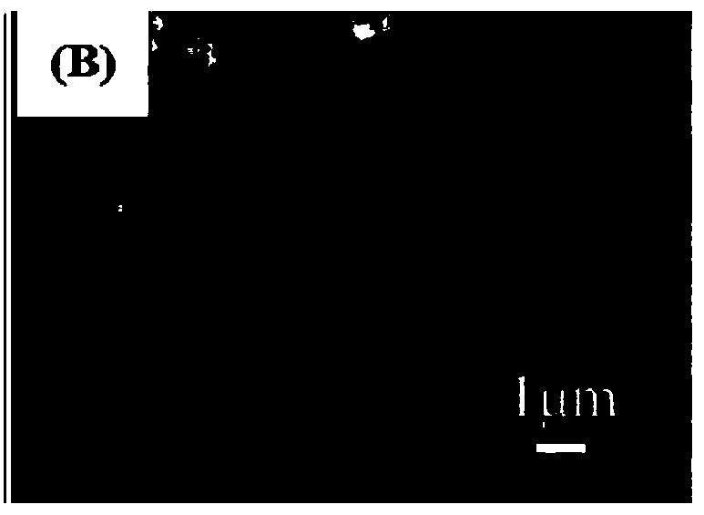 Dewing-frosting preventing self-cleaning coating and preparation method thereof