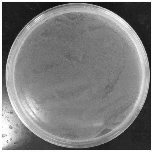 Antibacterial stainless steel composite powder, antibacterial stainless steel and preparation method thereof